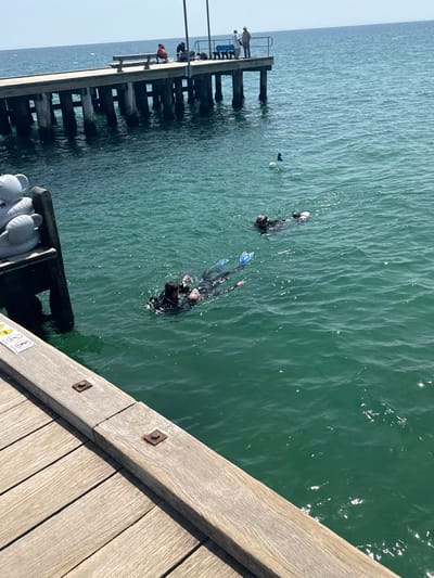 This image captures a vibrant daytime scene at Frankston Pier in Australia, showcasing a mix of recreational activities. The clear, green-blue water is the central focus, bordered by a robust wooden pier.

In the water, at least three individuals are actively engaged in scuba diving or snorkeling. They are dressed in black wetsuits, with two divers prominent in the mid-ground, floating on their stomachs. One of these divers clearly displays blue fins and appears to be wearing a mask and possibly holding a regulator. A white and blue dive flag, indicating divers are in the area, floats conspicuously in the water nearby.

On the longer, more distant section of the wooden pier, several people are visible. Some are standing, while others are seated, seemingly observing the activities in the water or enjoying the coastal view. One person on the pier can be identified by an orange top. The pier itself is constructed from light-colored, weathered wooden planks and is supported by numerous sturdy wooden stilts that cast shadows into the water.

The foreground of the image shows the texture of the wooden pier, with metal bolts securing its planks. Near the base of the pier structure in the immediate foreground, white buoy-like objects or fenders are visible. A small, partially obscured yellow triangular warning sign with black symbols can also be seen on the pier.

The weather appears bright and sunny, with visible sun glare on the calm water surface, indicative of clear skies and ideal conditions for outdoor and water-based recreation. The overall atmosphere is one of leisure and outdoor enjoyment.