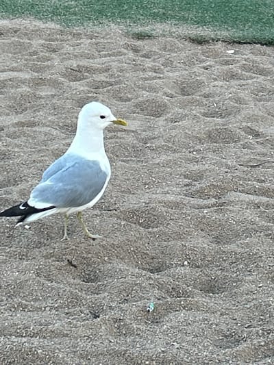 The image shows a seagull standing on a sandy surface. The seagull is predominantly white with light gray wings and black tail feathers. It has a yellow beak and a dark eye. The sand is a mix of gray and brown, with some small white specks scattered across it, possibly shells or pebbles. The sand appears somewhat damp and textured, showing the ripples and patterns left by receding water or wind. To the left of the frame, there is a strip of green, which could be grass or moss, indicating the edge of a beach or a vegetated area adjacent to the sand.
The seagull is the central subject, positioned in the lower right half of the image, facing towards the left and slightly upwards, as if looking at something off-camera. Its posture suggests it is either walking or paused. The lighting is bright, indicating daylight, and the overall scene appears to be outdoors in a natural environment. There are no people visible in the image. The image has been cropped vertically, so the full context of the scene is not entirely clear, but the presence of sand and the seagull strongly suggests a coastal or lakeside location. Without further information, specific time of day or weather conditions cannot be definitively determined, but the brightness of the light suggests it is not dawn or dusk. The location context of Helsingborg, Sweden, reinforces the possibility of a coastal environment. There is no visible text in the image.