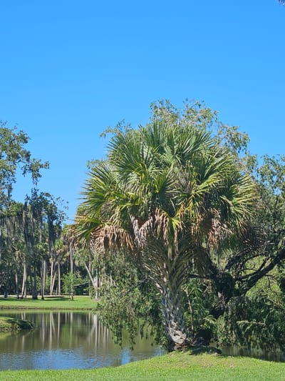 This media file depicts a tranquil scene with a clear blue sky and lush green vegetation. The dominant feature is a large palm tree with its fronds fanned out, set against the sky. To the right of the palm tree, a body of water is visible, reflecting the surrounding trees and the sky. The water is bordered by a neatly manicured green lawn.
In the background, a line of trees stretches along the edge of the water, with some trees featuring Spanish moss hanging from their branches, suggesting a humid, possibly Southern, climate. The overall setting appears to be a park or a golf course, given the presence of the lawn and the calm water feature.
The lighting suggests it is daytime, with the sun casting shadows and illuminating the scene brightly, likely late morning or early afternoon. There are no people or specific objects that stand out, making the focus entirely on the natural landscape. The image evokes a sense of peace and natural beauty. There is no visible text in the media file. The location context provided is White City, United States of America, which aligns with the visual cues of palm trees and Spanish moss.