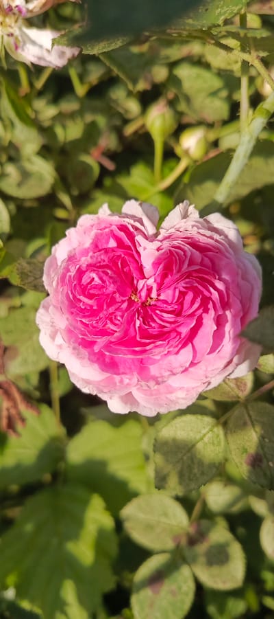 A close-up, vertical shot shows a fully bloomed pink rose with delicate white-edged petals, set against a blurred backdrop of green leaves and rose buds. The rose is in the center of the frame, its intricate layers of petals tightly spiraled towards the center, revealing hints of golden stamens. The lighting suggests it is daytime, with shadows casting across some of the leaves, indicating a bright, possibly sunny day. The surrounding foliage appears lush and healthy, with some leaves showing subtle signs of discoloration or spots, hinting at the natural environment of a garden or park. Several small, pale green rose buds are visible in the background, suggesting the presence of a rose bush or garden. The overall scene conveys a sense of natural beauty and the serene atmosphere of a garden in bloom. No text is visible in the image.