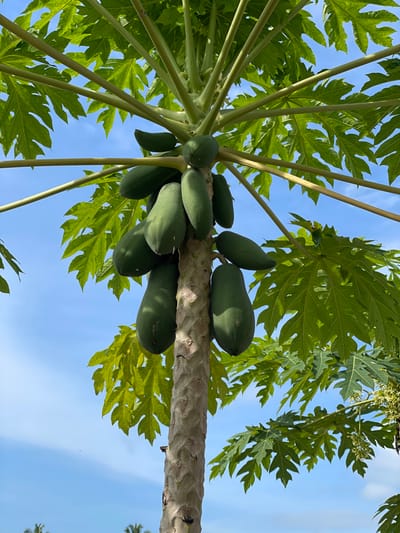The image displays a papaya tree (Carica papaya) situated in Mns Asan, Indonesia, viewed from a low angle against a clear blue sky. The central, light-brown, textured trunk of the tree extends upwards. Clustered around the upper portion of the trunk are numerous unripe, elongated green papaya fruits, with at least 12 distinctly visible. Large, vibrant green, deeply lobed leaves form a dense canopy, radiating outwards from the crown of the tree. The background consists predominantly of a cloudless blue sky, with a faint, pale atmospheric haze visible towards the lower left where indistinct green foliage is discernible in the far distance. No people or animals are present.