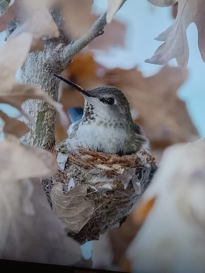 The image shows a hummingbird sitting in its nest, which is made of twigs, leaves, and other natural materials. The nest is situated on a tree branch, surrounded by dried leaves. The hummingbird is a small bird with gray and white plumage. Its beak is long and slender, and its eyes are dark. The background is a soft blue, possibly indicating a clear sky. There is no indication of the city of Kielce, Poland in the image.