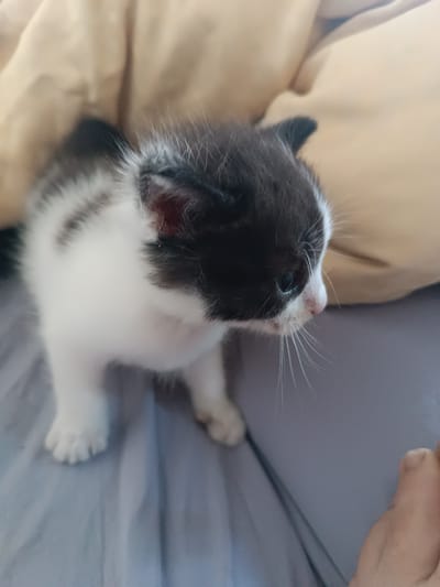 A black and white kitten is sitting on a gray blanket with a tan blanket behind it. The kitten is facing to the right and looking down. Its fur is short and fluffy. The kitten's eyes are blue and its nose is pink. There is a human hand in the bottom right corner of the image, with its thumb and index finger extended. The image is taken indoors, likely in a home. There is no visible information within the image to indicate a specific location in Hlobyne, Ukraine.