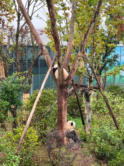This image depicts an outdoor enclosure at the Chengdu Research Base of Giant Panda Breeding in Xindu District, Chengdu, Sichuan, China. The scene features two giant pandas within a densely vegetated environment under an overcast sky. One giant panda is situated high in the V-shaped crotch of a multi-trunked tree, resting with its black and light-colored fur visible, facing left. Several of the tree's main trunks are visibly secured together with rope or natural fiber bindings. The ground level, in the lower right portion of the frame, shows a second giant panda seated, partially obscured by dense green and reddish-brown shrubbery and the base of another tree; its head is oriented towards the right. The foreground and midground are replete with various trees displaying green, yellow, and sporadic red foliage, alongside numerous green shrubs. A long, light-colored wooden pole or branch extends diagonally from the lower left towards the upper center. In the background, a modern building featuring large, reflective glass windows and a colorful mural depicting mountains and trees is partially visible through the foliage.