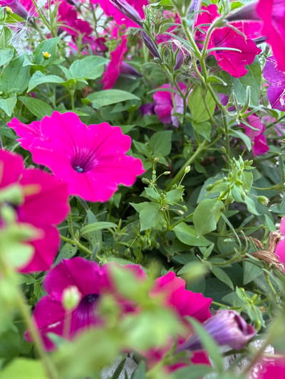 The image shows a close-up view of bright pink petunia flowers blooming amongst lush green foliage. The focus is on several fully opened flowers, with their trumpet-shaped petals a vibrant magenta. Some buds and smaller flowers are also visible, some appearing in shades of purple. The stems of the plants are covered in fine, fuzzy hairs, and delicate spiderwebs are present, particularly on the stems and leaves. The background is a blur of more green leaves and pink flowers, suggesting a dense planting. The lighting appears natural, highlighting the texture and color of the petals and leaves. There are no people or animals present in the image. The scene is likely an outdoor garden or planter. The image does not provide any information about its location within Leyptsig, Russia, or any other specific geographical details.