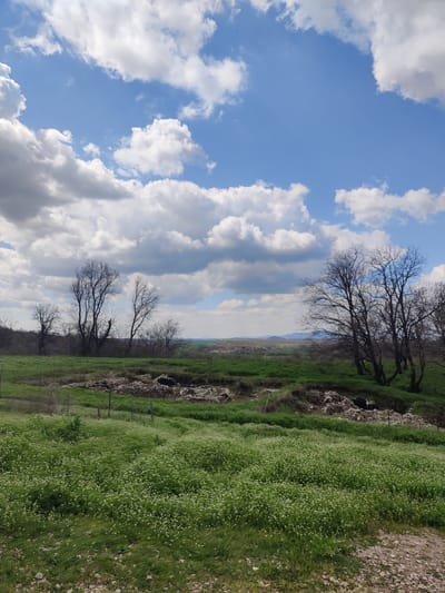 The image depicts a field in Gorski Izvor, Bulgaria. The foreground is dominated by green grass interspersed with small white flowers. A dry ditch or depression runs across the middle ground, revealing exposed earth and stones, and some additional green vegetation. Behind the ditch, a cluster of bare trees with visible branches rises against the sky. In the distant background, a faint landscape, potentially including hills or low mountains, is visible under a blue sky with scattered white clouds. No people or animals are visible in the image.