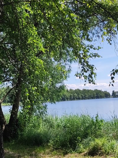 The image captures a serene natural scene at a body of water, likely a lake or river, in Квасоўскі сельскі Савет, Belarus. In the foreground, a large tree with lush green leaves partially obscures the view, with its branches reaching across the frame. The ground in front of the tree is covered with dry grass and some fallen leaves, suggesting a dry patch of earth. Beyond this, a dense expanse of tall green grass grows along the water's edge, creating a natural barrier. The water itself is a calm, bright blue, reflecting the clear sky dotted with fluffy white clouds. Across the water, a line of dense green trees forms a distant treeline, with a few scattered trees visible on the far bank. The overall atmosphere is peaceful and untouched, typical of a rural Belarusian landscape. There are no people or animals visible in the image.