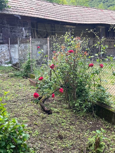 The image, captured in Byala Reka, Bulgaria, presents a rustic outdoor scene, likely a garden or yard, adjacent to an old building. The natural lighting suggests daytime, possibly with an overcast sky or diffused light, as harsh shadows are absent.
A prominent rose bush, densely covered with green leaves and numerous bright red roses, dominates the right half of the frame. Its vibrant blossoms offer a striking contrast against the verdant foliage. The bush appears naturally grown and somewhat untamed, with woody branches intertwining with a chain-link fence that runs horizontally across the middle ground.
On the left side of the image, a weathered building with a traditional red-tiled roof stands. The structure features a stone base and upper sections constructed with vertical wooden slats, typical of rural architecture. Through openings in the wooden facade, dimly lit interior details are visible, including what appears to be old tools or equipment, such as a large wheel-like object and other implements, suggesting the building might be a barn, shed, or old workshop. Beyond the building, the lush green slopes of mountains or hills are visible, indicating a rural setting.
The ground beneath the rose bush and extending into the foreground is a mix of bare earth and sparse, low-growing green vegetation, including weeds and small plants. No people or specific activities are depicted, giving the scene a tranquil and natural atmosphere. There is no visible text in the image.