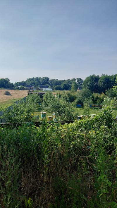 The image depicts a rural landscape in the city of Borodianka, Ukraine. In the foreground, there is dense green foliage and tall grass. Behind this, a garden or orchard area is visible, with several colorful beehives of various sizes arranged on the grass. Beyond the garden, a field with haystacks can be seen, along with trees and some small buildings, including what appears to be a greenhouse. The sky above is clear and light blue. The scene suggests a peaceful, rural setting with evidence of agricultural activity, specifically beekeeping.