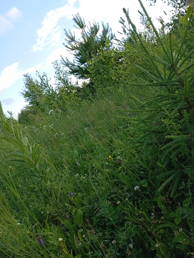 The image depicts a dense, overgrown meadow with a variety of green foliage, including tall grasses, wildflowers, and the branches of coniferous trees. The scene appears to be outdoors, likely in a natural or semi-natural setting. In the background, a blue sky with scattered white clouds is visible. The foreground is dominated by lush greenery, with some small white and purple wildflowers interspersed among the grasses. A young coniferous tree is prominently featured in the right side of the frame, with its needles clearly visible. The overall impression is one of untamed nature. No people or man-made structures are apparent in the image. The location is identified as Detkino, Russia, suggesting a rural or park-like environment within or near the city.