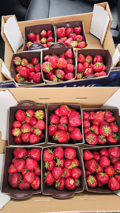 The image displays an overhead view of an open cardboard box containing multiple smaller cardboard containers filled with fresh strawberries. The strawberries are a vibrant red color, and their green leafy tops are visible. The smaller containers appear to be arranged in two rows within the larger box. Some of the smaller containers have branding that reads "HOOGSTRATEN STRAWBERRIES". The background of the image is blurred and suggests an indoor setting, possibly a car interior, given the presence of what appears to be a car seat. There is no indication of the city of Philippeville, Belgium within the image itself.