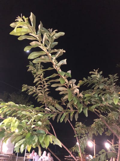 The image depicts a close-up of branches and leaves of a plant, possibly a guava tree, against a dark, night sky. Several branches are visible, laden with lush green and lighter-colored leaves. The lighting suggests an artificial light source, possibly string lights or lamps, illuminating parts of the foliage. In the upper right portion of the image, glimpses of a structure with people and lights can be observed, hinting at an outdoor gathering or dining area. The overall mood is serene and somewhat mysterious, with the darkness of the night contrasted by the soft glow of the lights. The location is identified as Tambonbaroh, Indonesia. No visible text is present in the image.