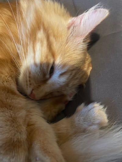 An orange tabby cat is curled up and sleeping on a dark gray surface. The cat's fur is a mix of orange and lighter cream stripes. Its eyes are mostly closed, and its head is nestled into its paws. The cat's whiskers are long and white. The background is a smooth, dark gray texture. The image is a close-up shot, focusing on the cat's face and upper body. There is no indication of the city of Otradnoye, Russia, in the image.