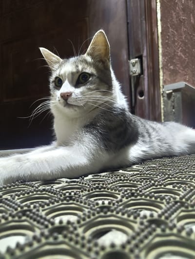 A medium shot captures a grey and white tabby cat lying on a patterned doormat. The cat is positioned on the right side of the frame, facing left. Its fur is primarily white on its chest and paws, with grey tabby markings on its back and head. The cat's ears are erect, and its green eyes are looking to the left, slightly upwards. The background consists of a dark wooden door on the left and a brown textured wall on the right. A small, silver metal latch is visible on the door frame. The lighting suggests an indoor setting, possibly near an entrance. The cat appears calm and alert.