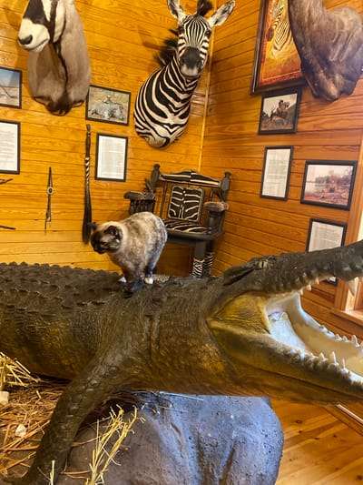 This media file showcases a collection of taxidermied animals and framed pictures displayed on a wooden-paneled wall. Prominently featured is a large alligator with its mouth wide open, positioned in the foreground. To the left, a zebra head mount is visible, along with another animal head mount that appears to be an antelope. A small, furry animal, possibly a cat, is perched on the alligator's snout. Several framed pictures are mounted on the wall, some depicting animals and others containing text. A chair with zebra-patterned upholstery is also present. The scene suggests a display in a museum or a themed room, likely in a location that celebrates African wildlife. The lighting appears to be artificial, creating a warm glow on the wooden walls. The overall impression is one of a curated exhibition of natural history specimens. There is no visible text that can be read in detail.