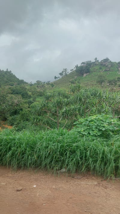 The image depicts a lush, hilly landscape under a cloudy sky in Gidan Waya, Nigeria. In the foreground, a dirt road with scattered pebbles and a single white piece of debris is visible. Tall, dense green grass lines the edge of the road, creating a natural barrier. Beyond the grass, a cluster of palm-like plants with long, spiky leaves dominates the midground. Behind these, the terrain rises into steep, green hills covered in various types of vegetation, including trees and smaller bushes. Scattered rocks and boulders are present on the slopes. The sky is overcast with thick, gray clouds. The scene appears to be a natural, undeveloped area, likely a rural or semi-rural setting. No people or animals are visible in the frame.