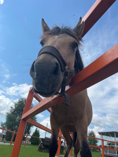 An eye-level, low-angle, medium shot captures a close-up of a brown horse's head and neck, positioned behind an orange metal fence. The horse is wearing a dark halter. Its muzzle is prominent in the foreground. The background features a bright blue sky with scattered white clouds. To the left and right of the horse, sections of the orange fence are visible. In the distance, a green grassy field is visible, with trees and some structures, including a white gazebo with a dark roof and an old wooden cart. A person is seen walking in the far left background. The overall setting suggests an outdoor rural or park environment, potentially in Kurtsevo (Kovriginskii S/S), Russia. There are a few small flying insects visible in the air.