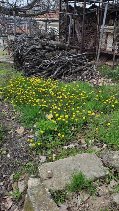 The image depicts a scene in Profesor Ishirkovo, Bulgaria. A large pile of branches and firewood sits under a metal structure resembling a shed or storage area with wire mesh. To the right of the woodpile, a dense patch of yellow dandelions grows amidst green grass and weeds. Scattered dry leaves and small pieces of debris are visible on the ground. A concrete block or step is partially visible on the right side of the frame. In the background, a building is partially visible through the branches of a bare tree, suggesting it may be late fall or winter. The scene suggests a rural or semi-rural environment, possibly a backyard or vacant lot. There are no people visible in the image.