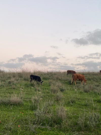 A landscape featuring a field under a cloudy sky. Several cows are grazing in the grassy terrain. One cow is black and another is brown. The field contains varying shades of green, mixed with dry grasses. The sky is overcast with white and grey clouds. The perspective is from a ground-level view.