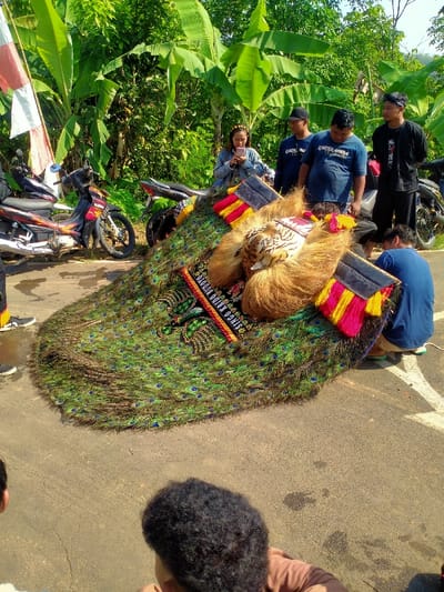 The image depicts an outdoor scene in Gempolan, Indonesia, centered around a large, elaborate costume resembling a peacock and a tiger. The costume, likely a *dadak merak* used in Reog Ponorogo performances, is laid flat on a paved surface. It features a prominent fan of iridescent green and blue peacock feathers, forming a tail-like structure. At the head of the costume is a tiger-like mask with striped patterns, fangs, and shaggy light brown fur. Yellow and red fabric tassels are attached to the sides of the headpiece. A black banner with white text, partially visible, reads "SINGO KRIDO WIDOYO."
Six individuals are visible in the scene. In the background, to the left of the costume, a woman in a light blue denim jacket is standing and looking at her smartphone. She wears a floral headband. Behind the costume, from left to right, are three men: one in a dark blue t-shirt and cap, another in a dark blue t-shirt (partially obscured), and a third in a black t-shirt and black pants with a black headband, standing with his hands behind his back. To the right of the costume, a man in a blue t-shirt is crouched down, facing the costume. In the immediate foreground, the back of a person's head and shoulders are visible, wearing a brown shirt, facing away from the camera.
The environment consists of a grey asphalt or concrete road with faint white markings. Lush green foliage, including large banana trees, dominates the background, indicating a tropical setting. Several motorbikes are parked in the background; a red and black motorbike with license plate "N 6047..." is visible on the left, and another dark-colored motorbike is on the right. A white and red flag is partially visible on the far left. The scene is brightly lit by natural sunlight.