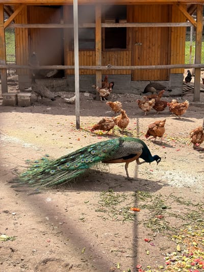 This image, captured in Цигов чарк, Bulgaria, presents an outdoor enclosure populated by various fowl. A male Indian Peafowl (Pavo cristatus) with its iridescent blue-green neck and body, and a trailing train of elongated, ocellated feathers, occupies the foreground, its head lowered towards the dry, earthy ground, indicating foraging. Numerous brown domestic chickens (Gallus gallus domesticus) are scattered throughout the midground and background, actively pecking at a dense dispersal of vegetable and fruit scraps, alongside grains, covering the dirt surface. A dark-feathered chicken is situated near the right side of a prominent wooden coop or shed that dominates the background. This wooden structure is constructed with vertical plank siding, features a small rectangular open window, and a closed wooden door, resting on a concrete foundation. Additional birds, appearing to be peahens or juvenile peacocks, are discernible near the base of the wooden structure on the left. The enclosure is defined by wooden posts and railings, with a green wire mesh fence visible in the distance beyond the wooden building. The scene is illuminated by natural daylight, casting shadows.