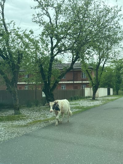 The image depicts a street scene in Machara, Abkhazia, with a medium-sized, white and black dog in motion on the side of a paved road. The road runs horizontally across the frame, with a gravel-strewn shoulder. A two-story building with a brick facade, partially obscured by trees, stands behind a fence adjacent to the road. Trees with green foliage are present on the left side of the frame, filling much of the upper left quadrant and partially obscuring the sky. The sky appears overcast. The focus is soft, and the image appears to have been taken from a moving vehicle.