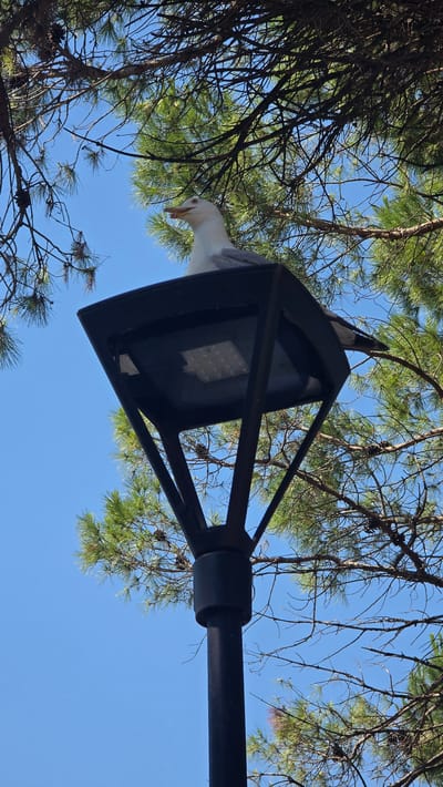 A seagull perches on top of a black outdoor light fixture, beneath the branches of a pine tree. The light fixture is octagonal with a black frame and a translucent panel containing LED lights. The seagull is white with gray wings and a yellow beak. The background is a clear blue sky. The scene is consistent with an outdoor urban setting, potentially in a park or public area. San Michele al Tagliamento, Italy, is a coastal town known for its beaches and pine forests, making this scene plausible there.