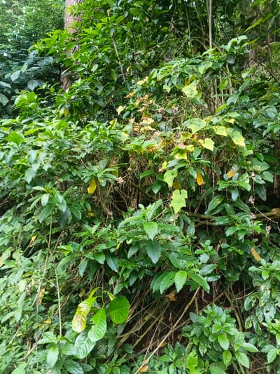 The image captures a dense, vibrant expanse of tropical or subtropical vegetation, characteristic of a forested or overgrown area in Chilanga, Zambia. The scene is dominated by a variety of green foliage, displaying different shades and textures.
In the foreground and midground, numerous bushy plants with small to medium-sized, ovate to lance-shaped leaves form a thick canopy. Interspersed and growing over these are vine-like plants with larger, more heart-shaped or slightly lobed leaves. Many of these vine leaves show signs of yellowing or senescence, contrasting with the overall lush green. Thin, dried-out branches and tendrils are visible winding through the dense green growth, especially in the central and lower portions of the image, contributing to the wild, untamed appearance.
A large tree trunk, likely part of a taller tree, is partially visible in the upper left background, suggesting the presence of mature trees within this dense environment. The lighting appears soft and diffused, indicating either an overcast day or light filtering through a dense overhead canopy, creating a humid and verdant atmosphere. There are no people, animals, or man-made objects visible. The image exclusively depicts natural flora, emphasizing the rich biodiversity of the location. No text is visible.