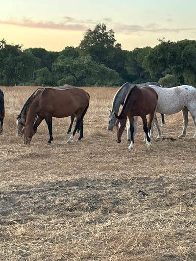 In a sun-drenched field of dry grass, several horses graze peacefully under a pale, pastel sky. The scene, set in El Pinto, Spain, evokes a sense of rural tranquility. The horses, varying in color from a rich chestnut to a dappled grey, are the central focus. One brown horse with white markings on its legs is prominently featured, bending its head to the ground to eat. Beside it, a grey horse is also grazing, its mane flowing. Further in the background, other horses are visible, partially obscured by the dry vegetation. The landscape is characterized by the arid ground, covered in straw-like grass, and a backdrop of lush green trees. The soft light suggests either early morning or late afternoon, casting gentle shadows on the field.