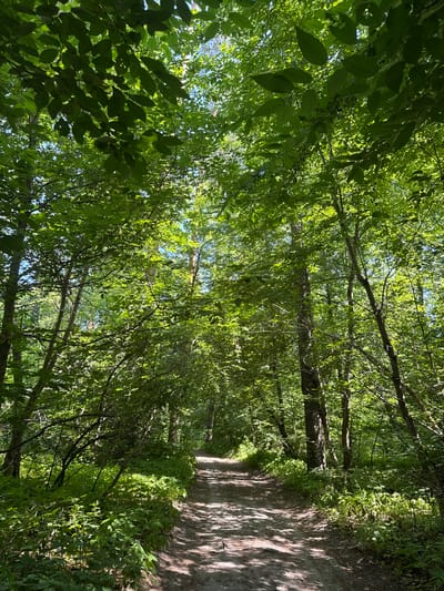 The image depicts a dirt path winding through a dense forest. Sunlight filters through the lush green canopy, casting dappled shadows on the ground. The path is narrow and appears well-trodden, suggesting it is used for walking or light traffic. The surrounding vegetation is vibrant and healthy, with various trees and undergrowth creating a secluded and natural atmosphere. The scene appears to be a serene and tranquil location, ideal for outdoor recreation or quiet contemplation. The image does not contain any people or identifiable structures, and the location is not specified within the city of Obukhiv, Ukraine.