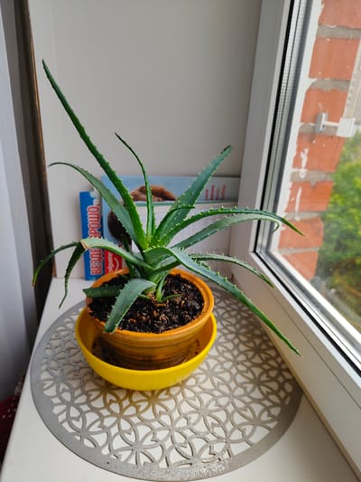 The image shows an aloe vera plant in a pot, placed on a windowsill in what appears to be an urban setting. The plant is healthy and green, with thick, succulent leaves. It is sitting in a yellow saucer, which is placed on a white, circular placemat with a cut-out pattern. In the background, there is a window with a view of red brick buildings and greenery outside. A book with a blue cover is visible behind the plant. The overall impression is that of a well-maintained indoor plant, likely in a residential area. The context of Kraskovo, Russia, suggests this is a domestic scene, possibly a home or apartment. There are no people or animals present in the image.