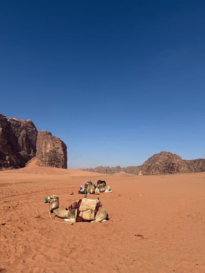 This image displays a desert environment in Ash Shākirīyah, Jordan. A clear, deep blue sky occupies the upper two-thirds of the frame. The lower portion reveals a wide expanse of reddish-orange sand, marked by ripples and subtle ground depressions. On the left side, a large, vertically stratified rock formation with steep, eroded faces rises prominently. Across the distant horizon, a series of smaller, rugged rock formations and mountains are visible. In the mid-ground, three dromedary camels are observed resting on the sand. The closest camel, positioned center-left, is tan in color and lying down. It is equipped with a multicolored saddle blanket featuring geometric patterns in red, brown, and cream, topped by a lighter canvas-like bag. A green fabric muzzle or head covering is visible on its head, with a rope extending from its neck. To the right and behind this camel, two additional light-colored dromedary camels are also lying down, each appearing to be similarly saddled. No human figures are present.