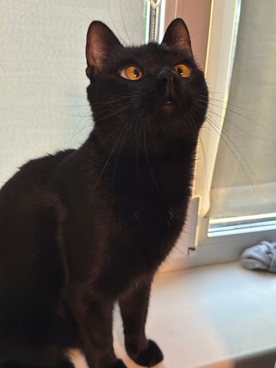 A medium shot shows a black cat with bright orange eyes sitting on a white windowsill. The cat is looking upwards, with its mouth slightly open. The background is a lightly colored wall and a window with sheer curtains. The scene appears to be indoors. No specific location in Kandalaksha, Russia, can be determined from the image.