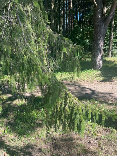 A low-hanging branch of a spruce tree, laden with green needles, extends from the left of the frame into the foreground. The branch casts shadows on the ground, which consists of a gravel path and patches of green grass and dry foliage. In the background, a large pine tree stands with its textured bark visible, and further back, a dense forest of tall pine trees creates a dark backdrop. The scene is illuminated by bright sunlight, suggesting an outdoor setting, likely in a park or wooded area within Toila, Estonia, given the characteristic coniferous forest landscape. No people or animals are present in the image.
