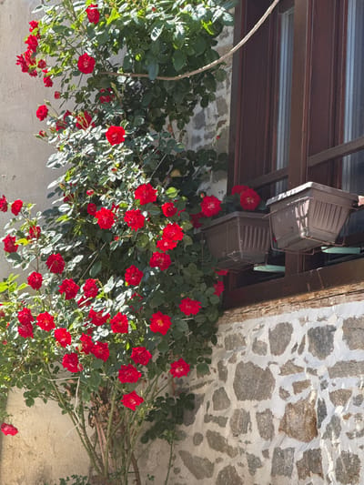 A close-up, outdoor shot depicts a vibrant rose bush with numerous bright red flowers and lush green leaves. The bush is situated against a textured, off-white wall on the left side of the frame. To the right, a wooden-framed window with a white-paned glass overlooks a rustic stone wall. Two rectangular, dark brown planters, each with a ribbed texture, are attached to a metal rack beneath the window. The scene appears to be in Shiroka Laka, Bulgaria.