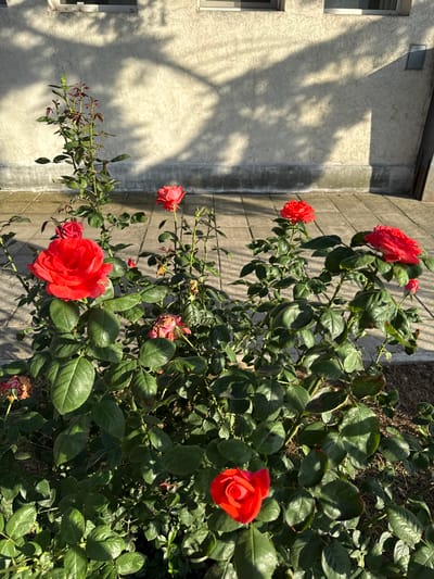A medium shot captures a rose bush with several red roses and green leaves bathed in sunlight. The bush is situated in an outdoor setting, possibly a garden or yard, with a paved walkway and a textured, light-colored building wall in the background. The wall has shadow patterns cast upon it, suggesting the presence of trees or other foliage. The scene is likely located in Kaspichan, Bulgaria, based on the provided context. No people or animals are visible. The focus is on the vibrant red roses and the lush green foliage.