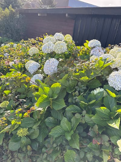 The image shows a vibrant hydrangea bush in what appears to be an outdoor setting. The bush is abundant with large, round clusters of white and blue-tinged flowers intermixed with green leaves of varying sizes. The location is likely in Puerto Varas, Chile, based on the abundance of hydrangeas in the region. The flowers and leaves are illuminated by sunlight, creating highlights and shadows that add depth to the scene. The composition includes a portion of a dark-colored structure in the background, possibly a building or fence, which provides a contrasting backdrop to the foliage. The overall impression is a natural and picturesque scene.