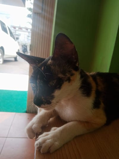 The image depicts a close-up of a calico cat resting on a wooden surface. The cat's fur is a mix of black, white, and orange patches, and it is looking to its left with its paws resting in front of it. The background is out of focus but shows a bright outdoor scene with what appears to be a white vehicle and a green surface, possibly a mat or carpet. The overall lighting suggests it is daytime. The scene is likely indoors, near an entrance or window. No specific landmarks in Medang, Indonesia, are identifiable.