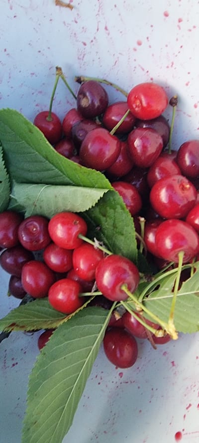 A close-up, high-angle shot captures a large pile of dark red cherries, some with stems and leaves, resting on a light-colored surface splattered with pinkish-red juice. The surface appears to be a container or table, possibly in an outdoor setting, given the natural lighting and the presence of leaves. The cherries are mostly round and plump, with a glossy sheen. Some are clustered together, while others are spread out. The leaves are a vibrant green, with visible veins. The overall impression is of freshly picked fruit. The location of Höslwang, Germany is noted for its agricultural landscape, which is consistent with the imagery of fresh produce.