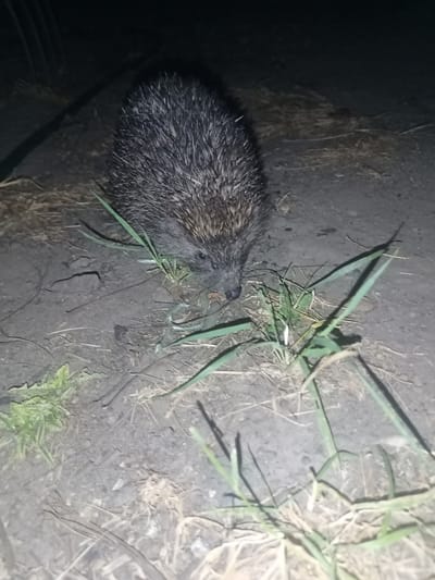 A hedgehog is pictured from a slightly elevated angle, facing the camera. Its quills are dark and prominent, and its snout is a darker shade. It appears to be sniffing or eating something on the ground. The hedgehog is situated on a rough, dark-colored surface, possibly soil or dirt, with scattered dry grass and some green vegetation visible around it. The lighting suggests it is nighttime, with a strong light source illuminating the scene from the front. The background is dark and out of focus, making it difficult to discern specific details of the environment beyond the immediate vicinity of the animal. There is no indication of the location being within the city of Yampil, Ukraine, or any urban setting.