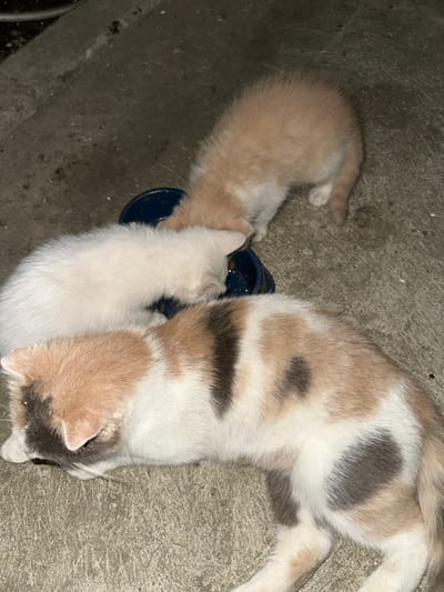 In Subutli-Miatli, Russia, a calico cat and two kittens are gathered around a blue food bowl on a concrete surface. The larger cat, with patches of white, brown, and grey fur, is positioned on the right side of the frame, resting with its head lowered towards the bowl. One kitten, primarily white, is nestled close to the larger cat, also feeding from the bowl. A second kitten, with a light orange hue, is lying on its side to the left, with its head reaching towards the bowl, suggesting it is also partaking in the meal. The concrete ground appears weathered and slightly speckled. The lighting suggests it might be evening or a dimly lit area. No text is visible in the image.