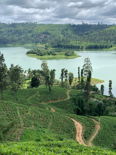 This is a vertical, eye-level, medium shot of a lush green landscape in Kuda Maskeliya, Sri Lanka, on an overcast day. In the foreground, rolling hills are covered in neatly manicured tea plantations. Winding dirt paths cut through the verdant fields, creating a textured pattern. A few scattered trees, some with distinctive tall, slender trunks, dot the landscape.

Beyond the tea fields, a large, tranquil body of turquoise water stretches across the midground. The water is calm, reflecting the muted light of the sky. A small, tree-covered island sits in the center of the lake, adding a focal point to the scene.

In the background, more rolling hills rise, also covered in dense vegetation and tea terraces. Some small buildings or houses are visible nestled amongst the trees on the hillsides. The sky is filled with dramatic, gray clouds, suggesting a potential for rain. The overall impression is one of serene natural beauty and agricultural cultivation.