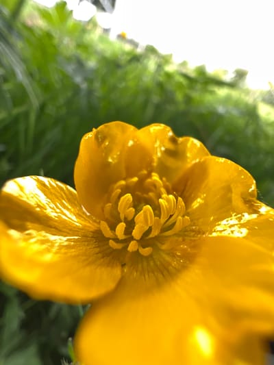 A close-up image of a yellow flower is presented. The flower is in sharp focus, showing detailed features such as petals and the central cluster of stamens. The background consists of out-of-focus green foliage and a diffuse white area. The location, Grange Ville, Ireland, is not visually discernible in the image. No people, subjects, objects, actions, or interactions are observed beyond the flower and surrounding vegetation.