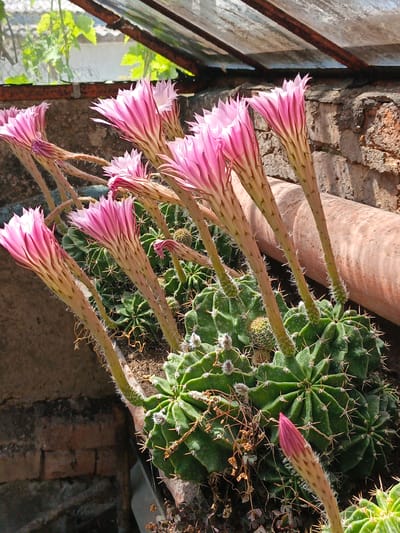 A high-angle photograph, captured in Терновский округ, Ukraine, displays a vibrant cluster of cacti in bloom. The foreground features multiple green, ribbed cactus bodies, densely arranged in soil, likely within a planter, positioned against a weathered red-brick wall. Numerous long, slender, pale-colored flower stalks, covered in fine white hairs, emerge from the cacti. Each stalk supports a large, trumpet-shaped flower characterized by multiple layers of bright pink petals, with paler pink margins. A single unbloomed pink bud is visible in the lower right. In the upper portion of the image, a partially visible structural frame, composed of dark-colored material and a translucent panel, allows light to pass through, revealing blurred green foliage beyond. To the mid-right, a large, light brown pipe or conduit runs horizontally in the background. The scene is brightly illuminated by direct sunlight.