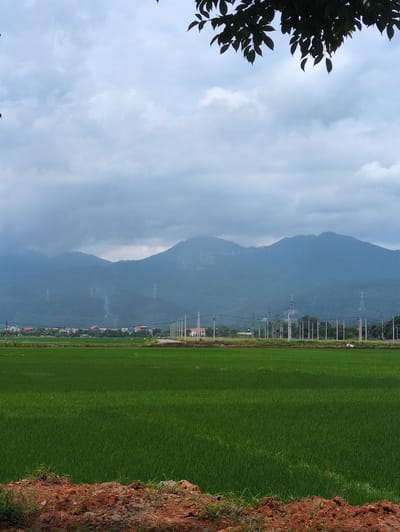 The image depicts a rural landscape in Tam Duong, Vietnam, characterized by lush green rice paddies stretching towards a line of trees and a distant mountain range shrouded in haze. The foreground features a strip of reddish-brown soil with sparse vegetation. In the middle ground, a village with red-tiled roofs is visible, interspersed with utility poles and power lines that run parallel to a dirt path. The sky is overcast with a layer of soft, grey clouds, and a few dark green leaves from a tree canopy hang into the frame from the top. The overall scene conveys a sense of tranquility and natural beauty, with a hint of human settlement integrated into the agricultural setting.