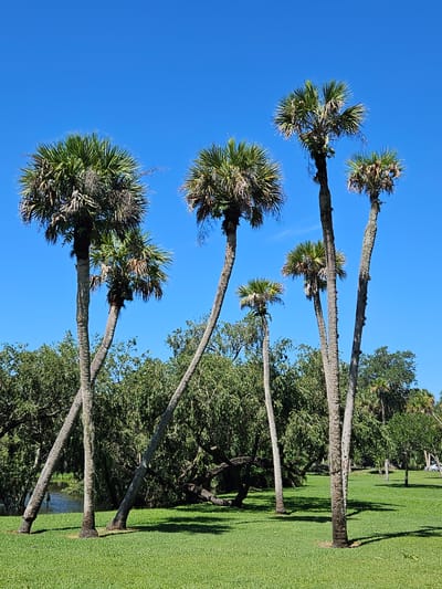 The image shows a clear blue sky above a grassy park with several palm trees. The palm trees vary in height and angle, with some leaning significantly. In the background, there is lush green foliage and a body of water visible to the left. The scene appears to be in a park or natural setting within White City, United States of America, with no people or animals present. The sunlight casts shadows on the grass.