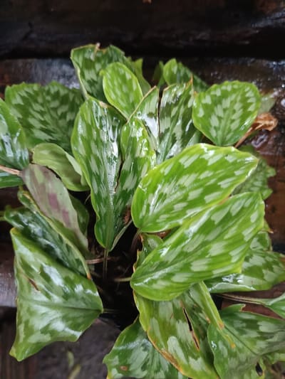 The image displays a close-up, top-down view of a potted plant, specifically a species of Calathea or similar prayer plant, located in Limbangan Sari, Indonesia. The plant consists of numerous oval to lanceolate leaves, predominantly dark green with distinctive lighter green to silvery-white, mottled patterns across their upper surfaces. Many leaves exhibit a glossy, wet appearance, indicating recent exposure to water. Some leaves show minor damage, including small tears and light brown discoloration along the edges. Visible among the foliage are dark brown soil and plant stems. One leaf, partially visible on the left, reveals a reddish-purple underside. The immediate background is dark and out of focus, suggesting a container edge or shadowed area. No individuals, actions, or interactions are depicted within the frame.