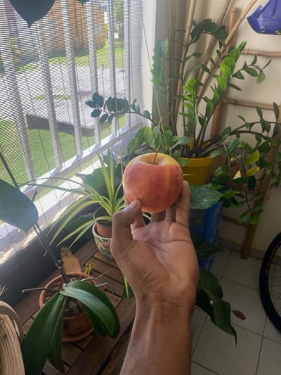 A medium-dark skinned hand holds a single, unblemished, round apple centrally within an interior or balcony setting. The apple displays mottled red and yellow-orange coloration with a visible stem. The hand supports the apple from below with the thumb and forefinger, with the middle finger resting on its upper surface. The background features a window fitted with horizontal blinds, through which daylight illuminates a green exterior area with discernible distant structures.
To the left of the hand, an orchid with broad green leaves is observed in a terracotta pot resting on a dark wooden surface, alongside a variegated plant with striped leaves in a decorative pot. To the right, a large Zamioculcas zamiifolia (ZZ plant) with dark green foliage grows in a bright yellow pot, supported by a bamboo-like trellis. A blue plastic stool is situated beneath the ZZ plant. A partial view of a bicycle wheel, including spokes and tire, is visible on a tiled floor at the far right. The scene is located within a residence in Capesterre-Belle-Eau, France.