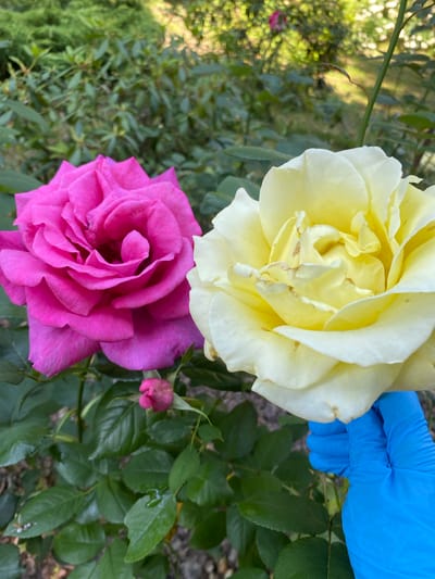 A close-up, vertical shot captures two roses in bloom, one a pale yellow and the other a vibrant pink. The yellow rose is positioned at the top of the frame, with its petals unfurling in a spiral. A person's hand, covered in a bright blue glove, gently touches the outer petals of the yellow rose. Below it, the pink rose is fully open, revealing its intricate layers of petals. A small, unopened pink bud is visible to the right of the pink rose. The background is filled with lush green leaves, some of which appear to have water droplets on them, suggesting recent rain or watering. The setting appears to be a garden, with dappled sunlight filtering through the foliage, indicating it is likely daytime. The image conveys a sense of care and appreciation for nature, with the gloved hand suggesting a meticulous approach to tending the flowers. The location is identified as Wielka Wieś, Poland. There is no visible text in the image.