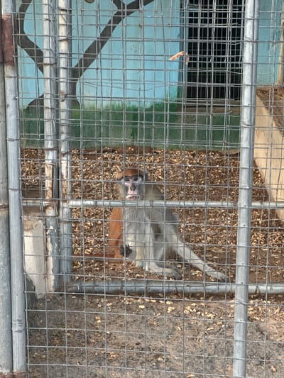 A monkey with grey fur and reddish-brown face is sitting in a cage in an outdoor enclosure. The monkey is looking directly at the camera. The cage is made of metal bars. The ground inside the enclosure is covered with brown dirt and small pieces of wood. In the background, there is a blue wall with some green foliage and a dark grid-like structure. The overall scene appears to be in a zoo or animal sanctuary.